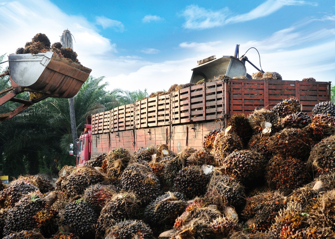 PT Terang Bungkil Agro Mandiri pt terang bungkil agro mandiri palm product 12