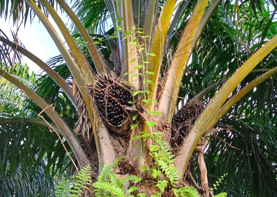 PT Terang Bungkil Agro Mandiri pt terang bungkil agro mandiri palm product 13