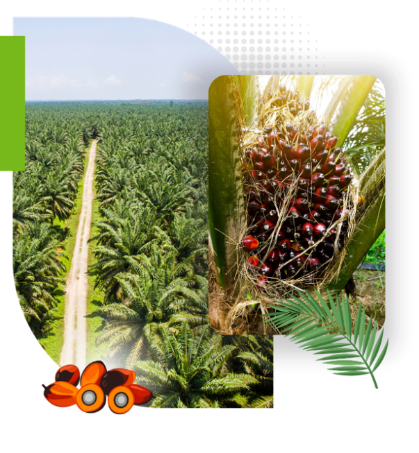 png pt terang bungkil agro mandiri palm 13 medium